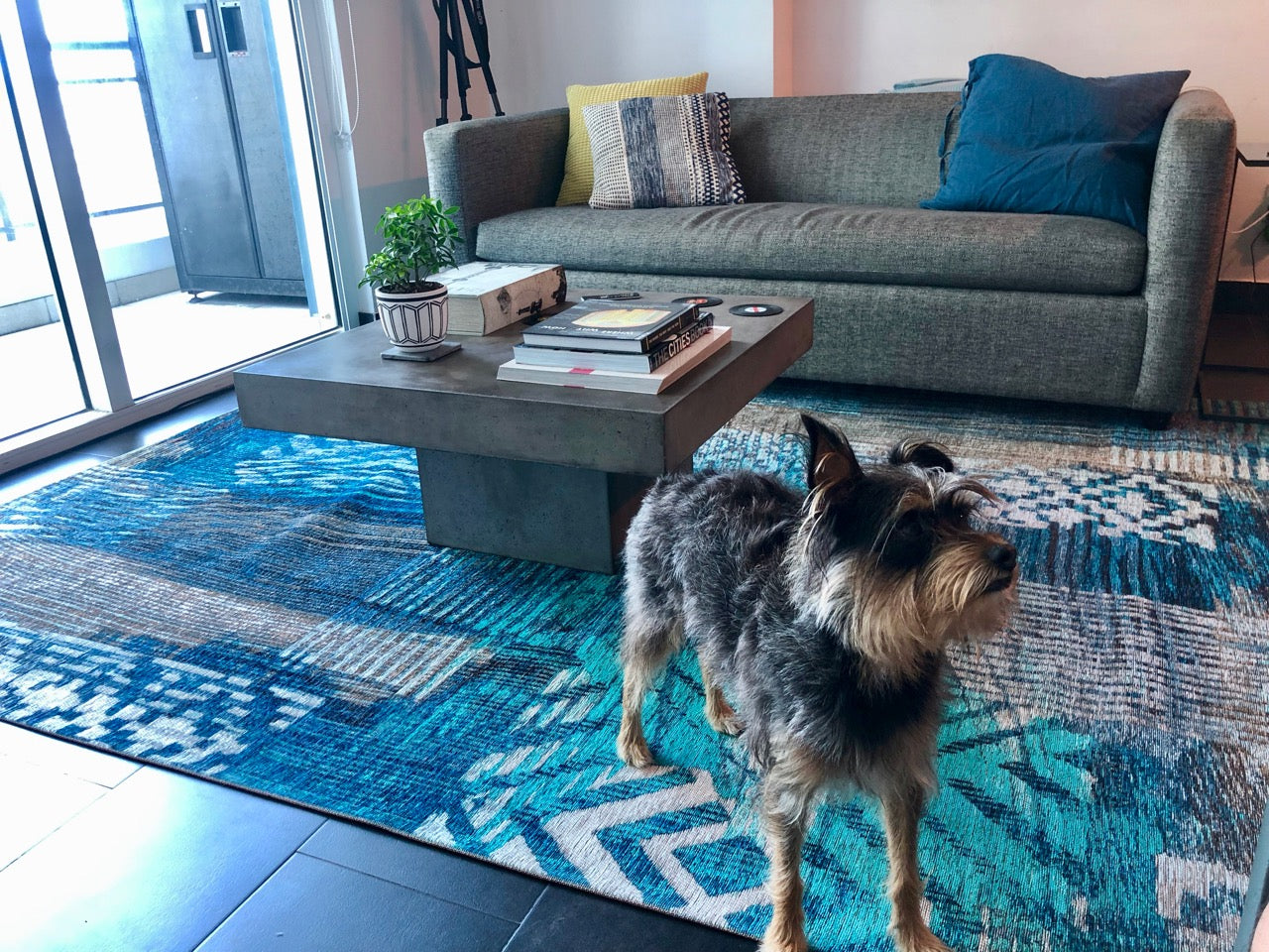 Pets and Rugs: 6 Tricks to Keep Your Area Rugs Clean